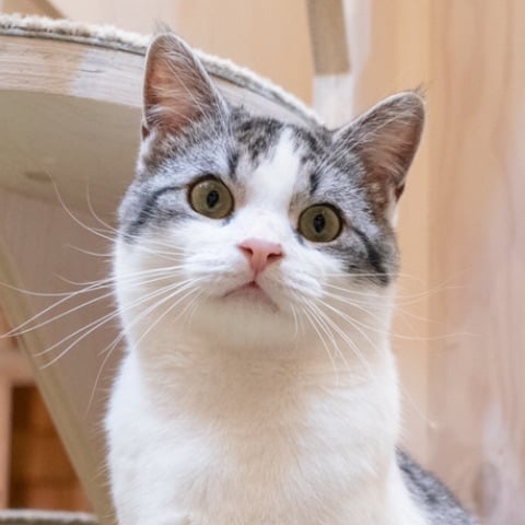 thumb_cat07
